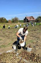 Приходская картошка