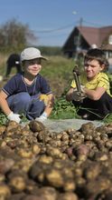 Приходская картошка
